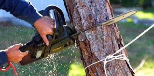 How Our Tree Care Process Works  in Sallisaw, OK